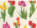 tulipani