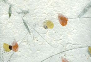 carta riso